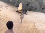 התנין יוצא מהבריכה